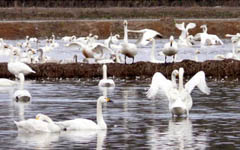 米子水鳥公園